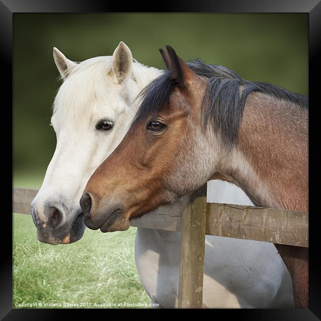 Two Ponies at the Fence Framed Print by Victoria Davies