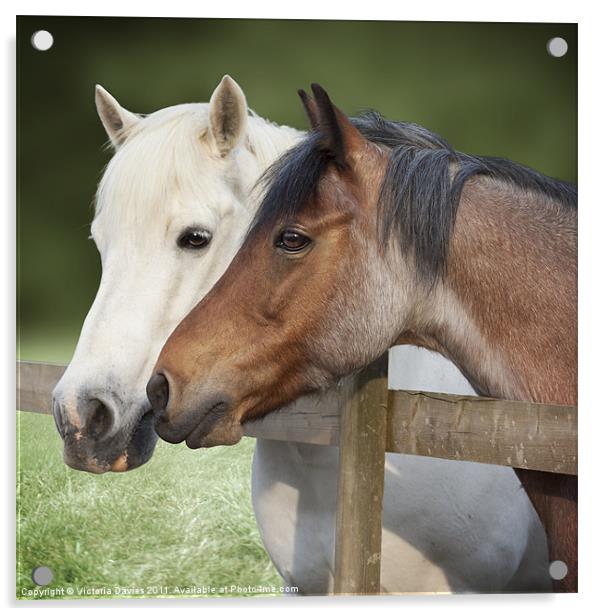 Two Ponies at the Fence Acrylic by Victoria Davies