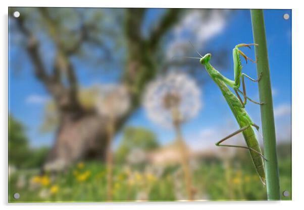 Praying Mantis in Meadow Acrylic by Arterra 