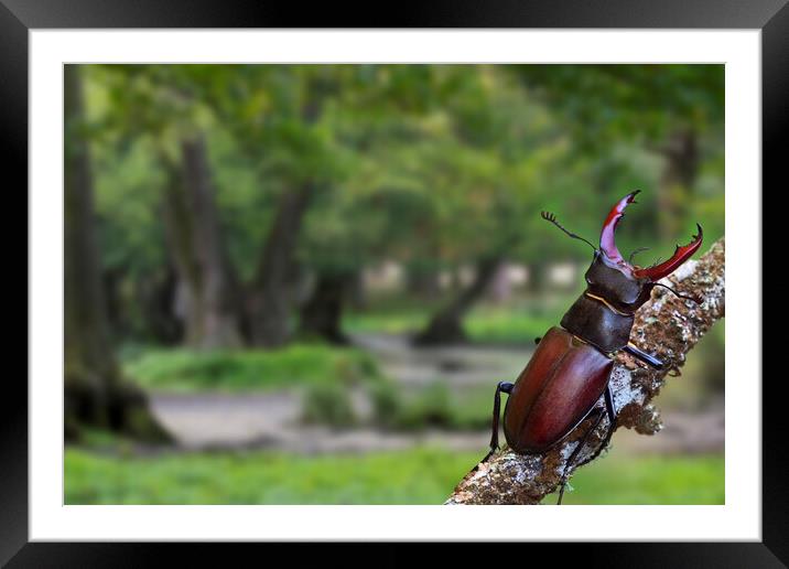 Stag Beetle in Oak Woodland Framed Mounted Print by Arterra 