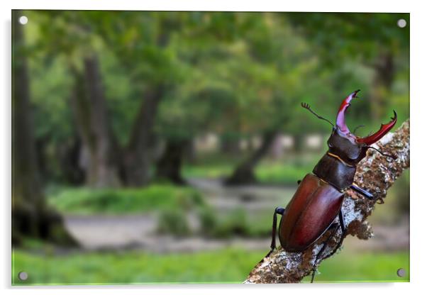Stag Beetle in Oak Woodland Acrylic by Arterra 