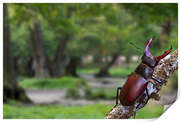 Stag Beetle in Oak Woodland Print by Arterra 