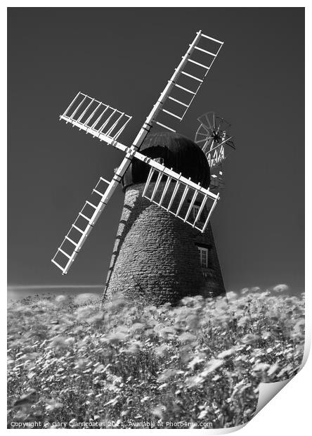 Whitburn Windmill in a field of Poppies Print by Gary Clarricoates