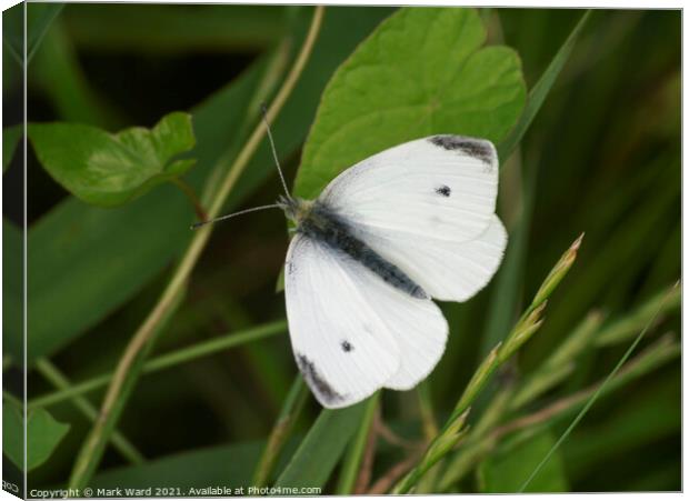 Cabbage White Butterfly Canvas Print by Mark Ward