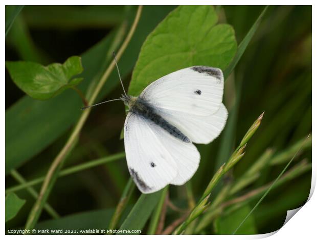 Cabbage White Butterfly Print by Mark Ward