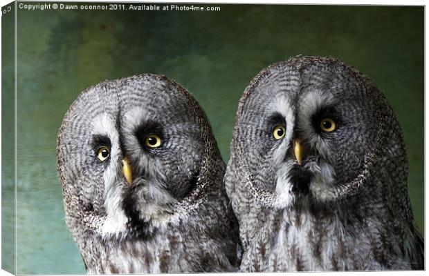 Double Take, Pair of Owls Canvas Print by Dawn O'Connor