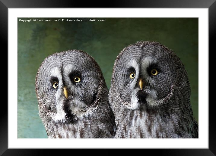 Double Take, Pair of Owls Framed Mounted Print by Dawn O'Connor