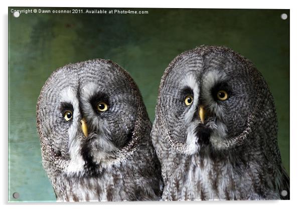 Double Take, Pair of Owls Acrylic by Dawn O'Connor