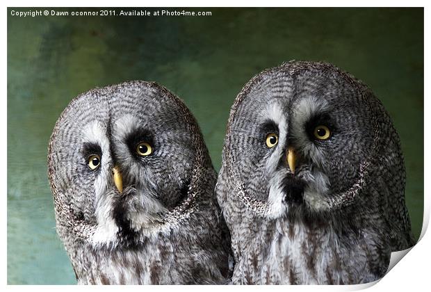 Double Take, Pair of Owls Print by Dawn O'Connor
