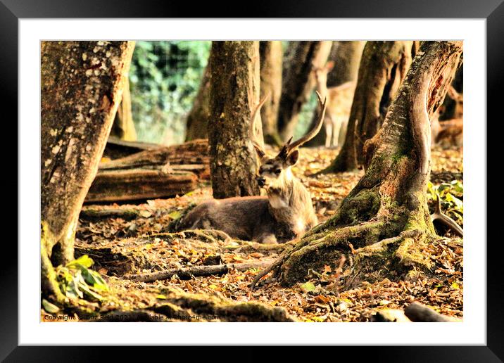 Watcher in the Woods, Noble Patriarch of Canada Framed Mounted Print by Buz Reid