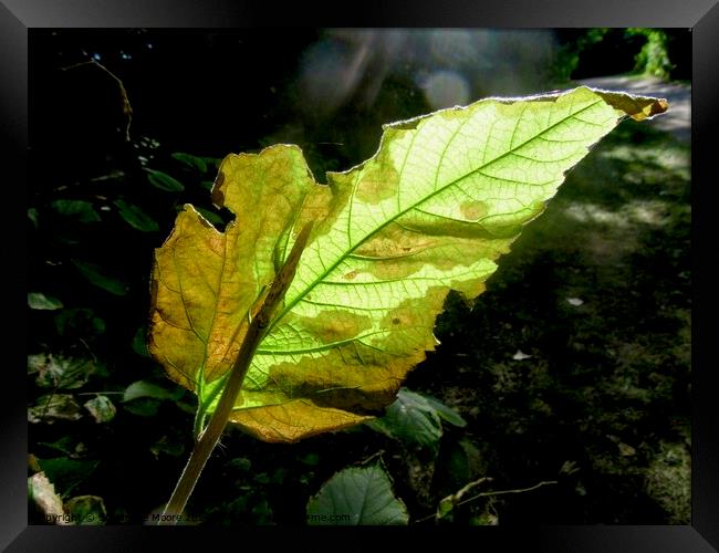 Sunlit leaf Framed Print by Stephanie Moore