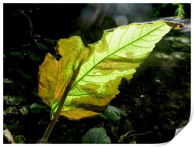 Sunlit leaf Print by Stephanie Moore