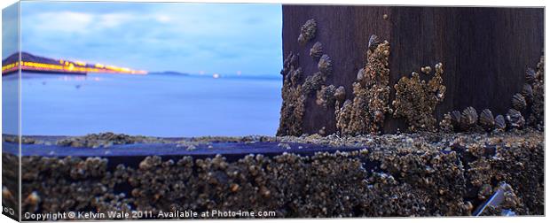 Barnacles Canvas Print by Kelvin Futcher 2D Photography