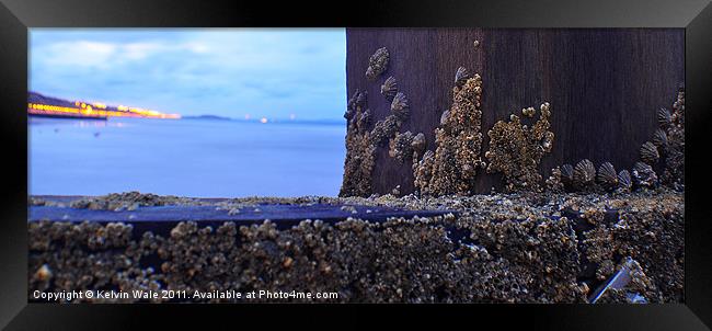 Barnacles Framed Print by Kelvin Futcher 2D Photography