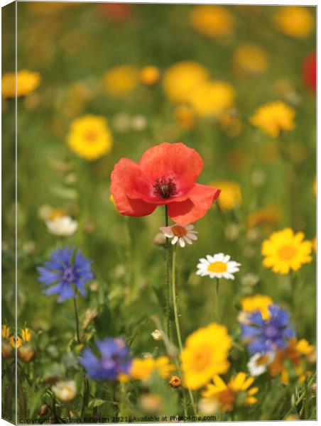 Poppy and meadow Flowers Canvas Print by Simon Johnson