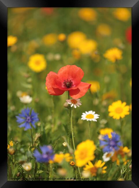 Poppy and meadow Flowers Framed Print by Simon Johnson