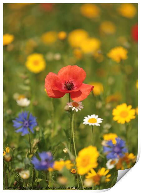 Poppy and meadow Flowers Print by Simon Johnson