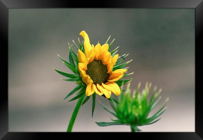 Flower and plant Framed Print by Ravindra Kumar