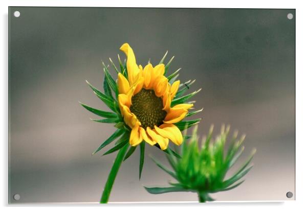 Flower and plant Acrylic by Ravindra Kumar