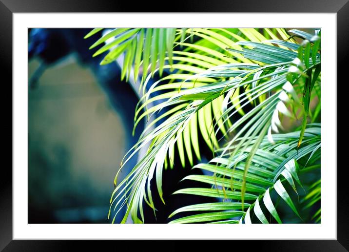 A close up of a green plant  Framed Mounted Print by Ravindra Kumar