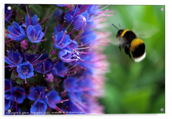 Bee on Echium Acrylic by Alison Chambers