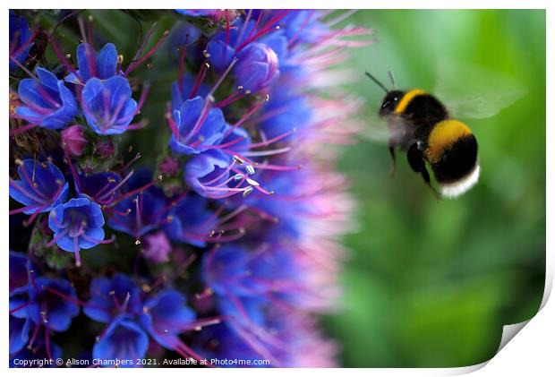 Bee on Echium Print by Alison Chambers