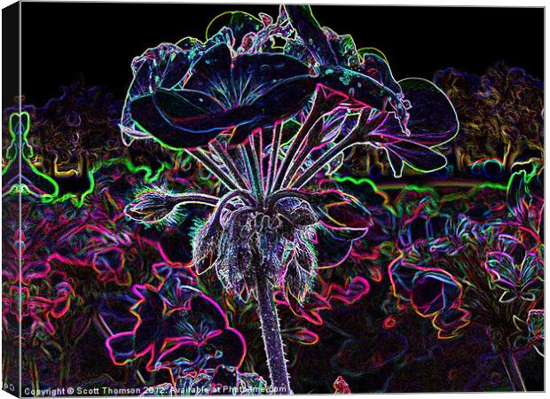 Glowing Flower Canvas Print by Scott Thomson