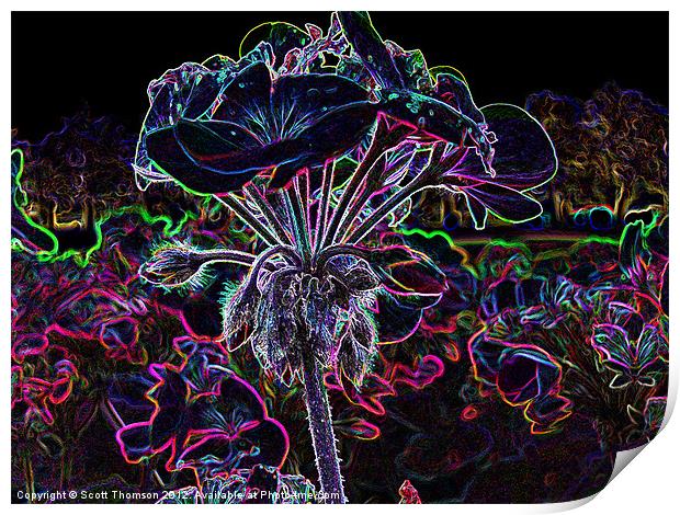 Glowing Flower Print by Scott Thomson