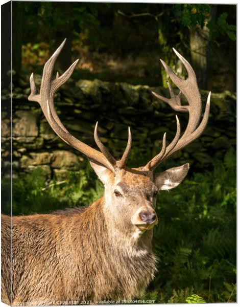 Red deer stag with antlers Canvas Print by Photimageon UK