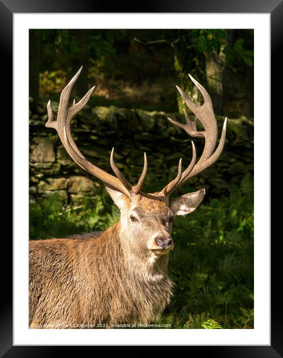 Red deer stag with antlers Framed Mounted Print by Photimageon UK