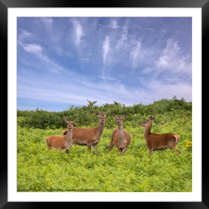 Red Deer amongst bracken in Bradgate Park Framed Mounted Print by Photimageon UK
