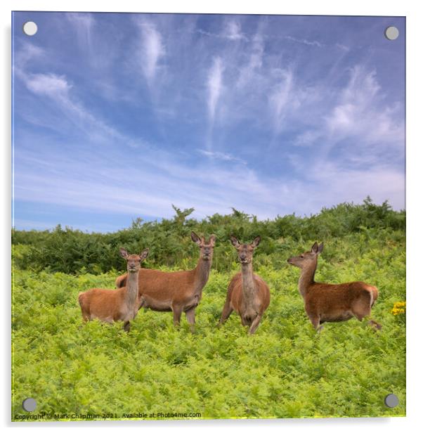 Red Deer amongst bracken in Bradgate Park Acrylic by Photimageon UK