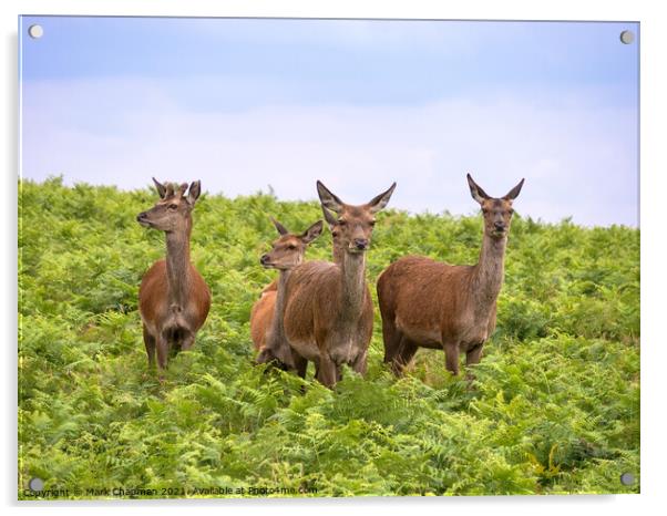 Red deer amongst bracken, Bradgate Park Acrylic by Photimageon UK