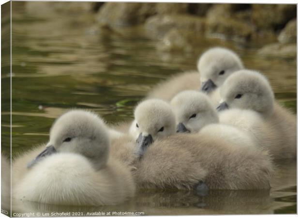 Signets swimming in a body of water Canvas Print by Les Schofield