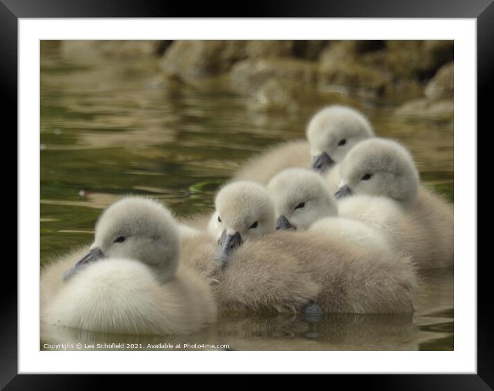Signets swimming in a body of water Framed Mounted Print by Les Schofield
