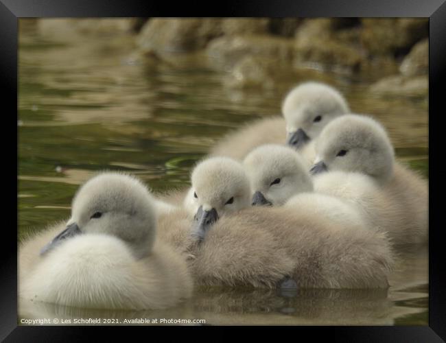 Signets swimming in a body of water Framed Print by Les Schofield