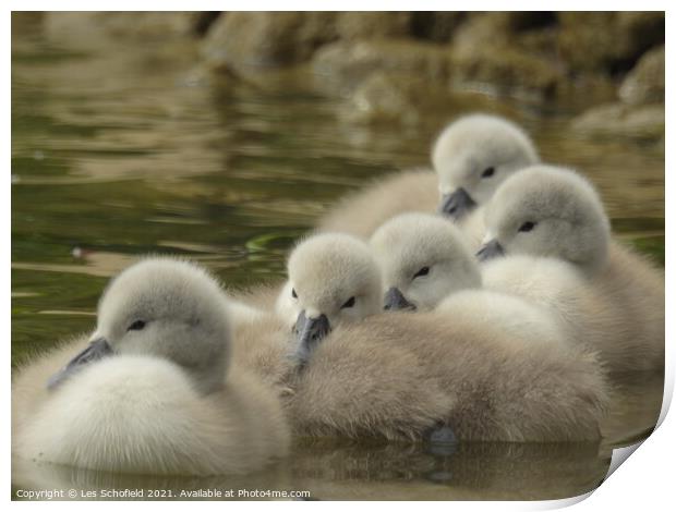Signets swimming in a body of water Print by Les Schofield
