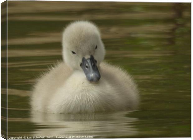  A Signet on Lake  Canvas Print by Les Schofield