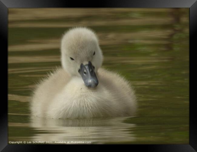  A Signet on Lake  Framed Print by Les Schofield