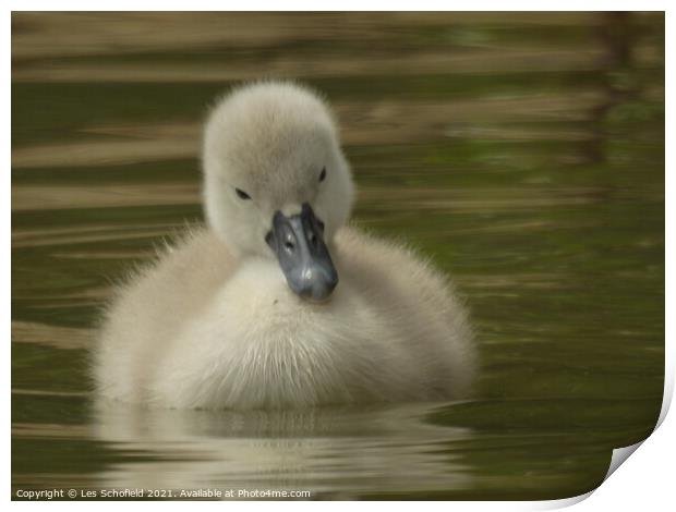 A Signet on Lake  Print by Les Schofield