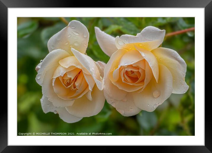 Twin Yellow Roses Framed Mounted Print by MICHELLE THOMPSON