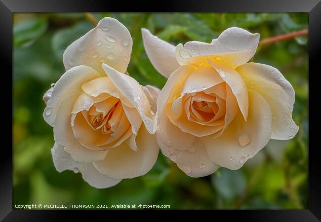 Twin Yellow Roses Framed Print by MICHELLE THOMPSON