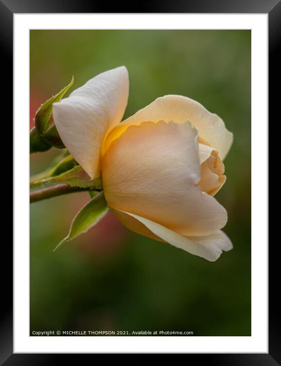 Yellow rose Framed Mounted Print by MICHELLE THOMPSON