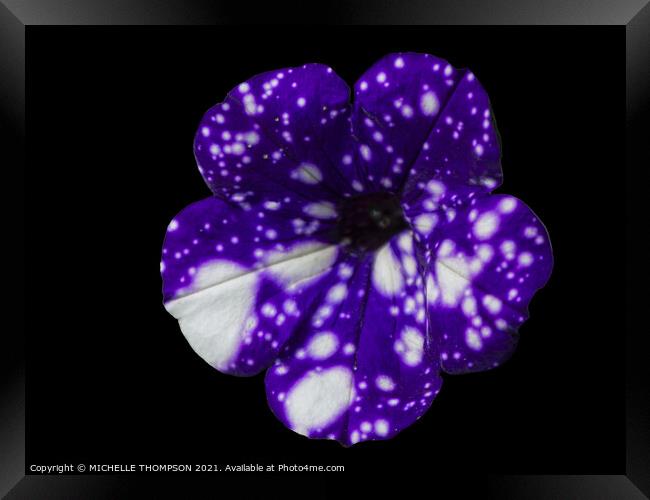 Petunia Night Sky Framed Print by MICHELLE THOMPSON