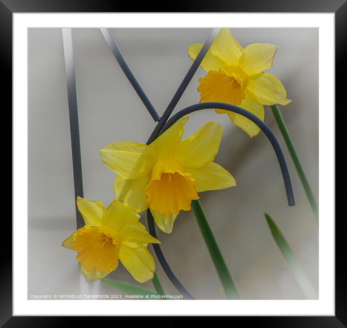 Three daffodils  Framed Mounted Print by MICHELLE THOMPSON