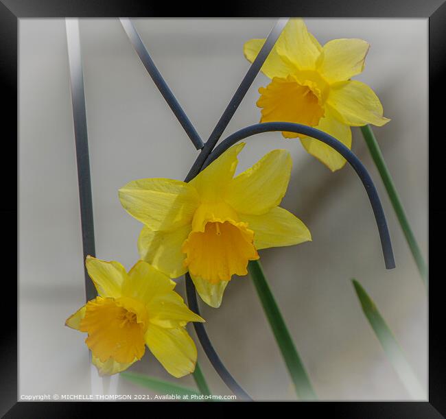 Three daffodils  Framed Print by MICHELLE THOMPSON