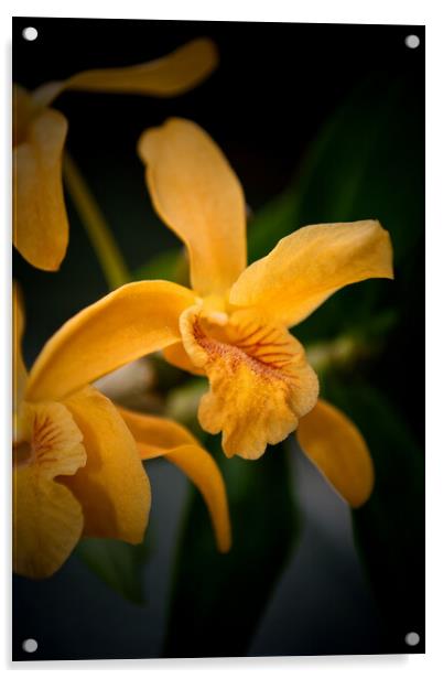 Yellow Orchid Flower Flowering Plant Acrylic by Andy Evans Photos