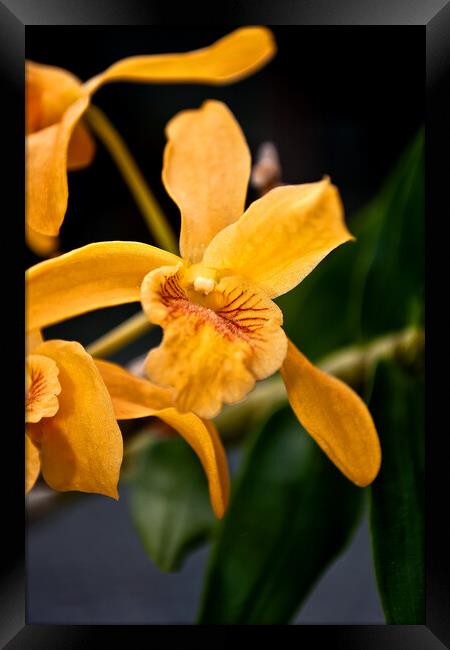 Yellow Orchid Flower Flowering Plant Framed Print by Andy Evans Photos