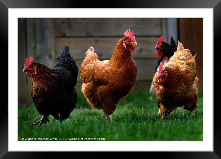 Chickens . Manche. Northern France. Framed Mounted Print by Malcolm White