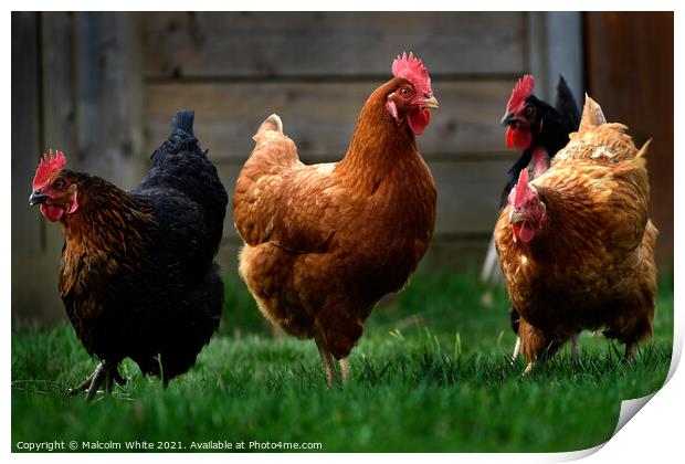 Chickens . Manche. Northern France. Print by Malcolm White